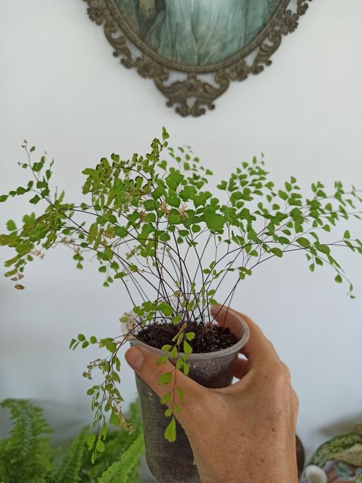 Папоротник адиантум венерин волос домашнее растение