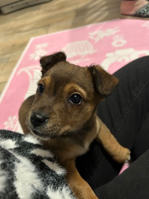 Dwie urocze suczki szukają kochających domów!