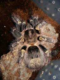 Паук Grammostola aureostriata L 5 самка 

Размер взрослой особи: Это м