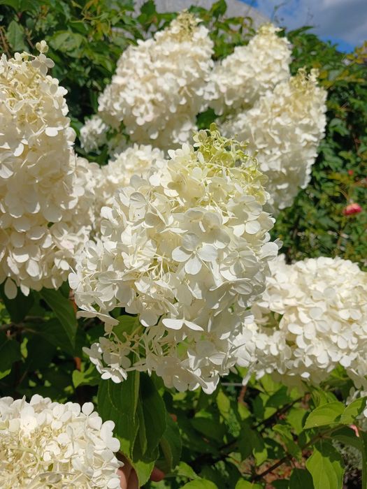 Гортензія волотиста