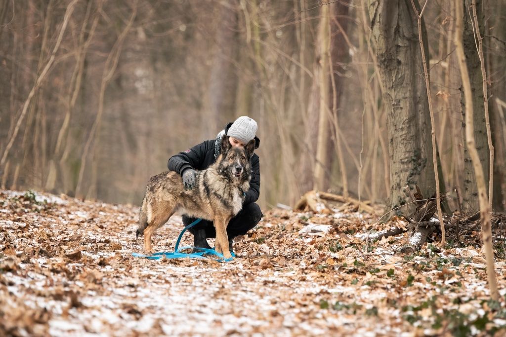 Bies pilnie potrzebuje domu!