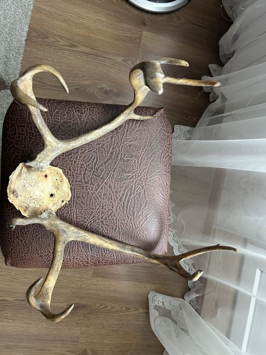 Рога Северного оленя