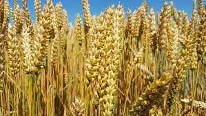 ПРОДАМ пшеницю озиму посівну 1-ї репродукції. СОРТ " ПАТРАС"