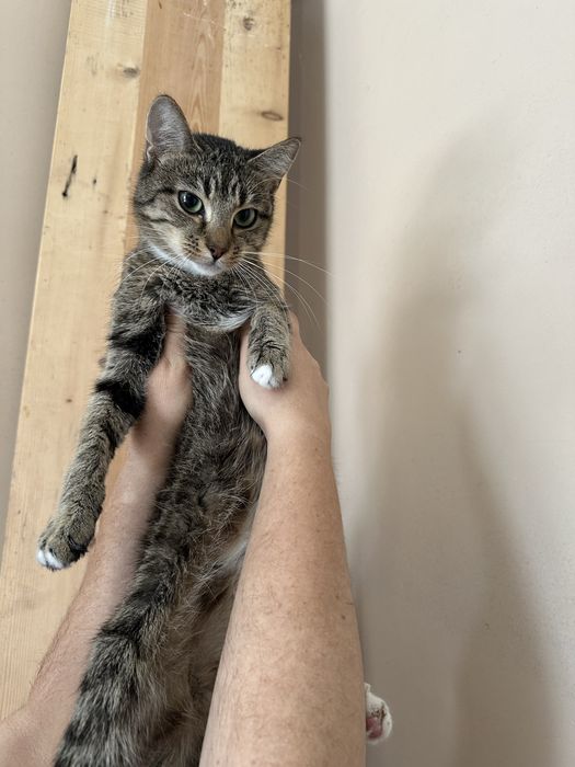 Кошенятка шукають найкращий дім