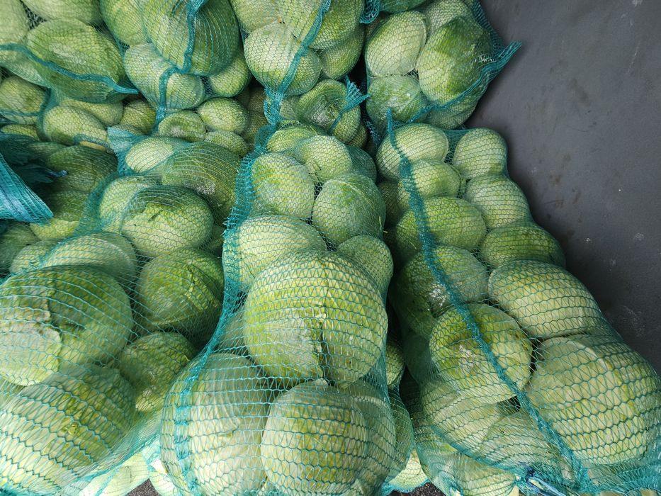 Продам капусту Агресор