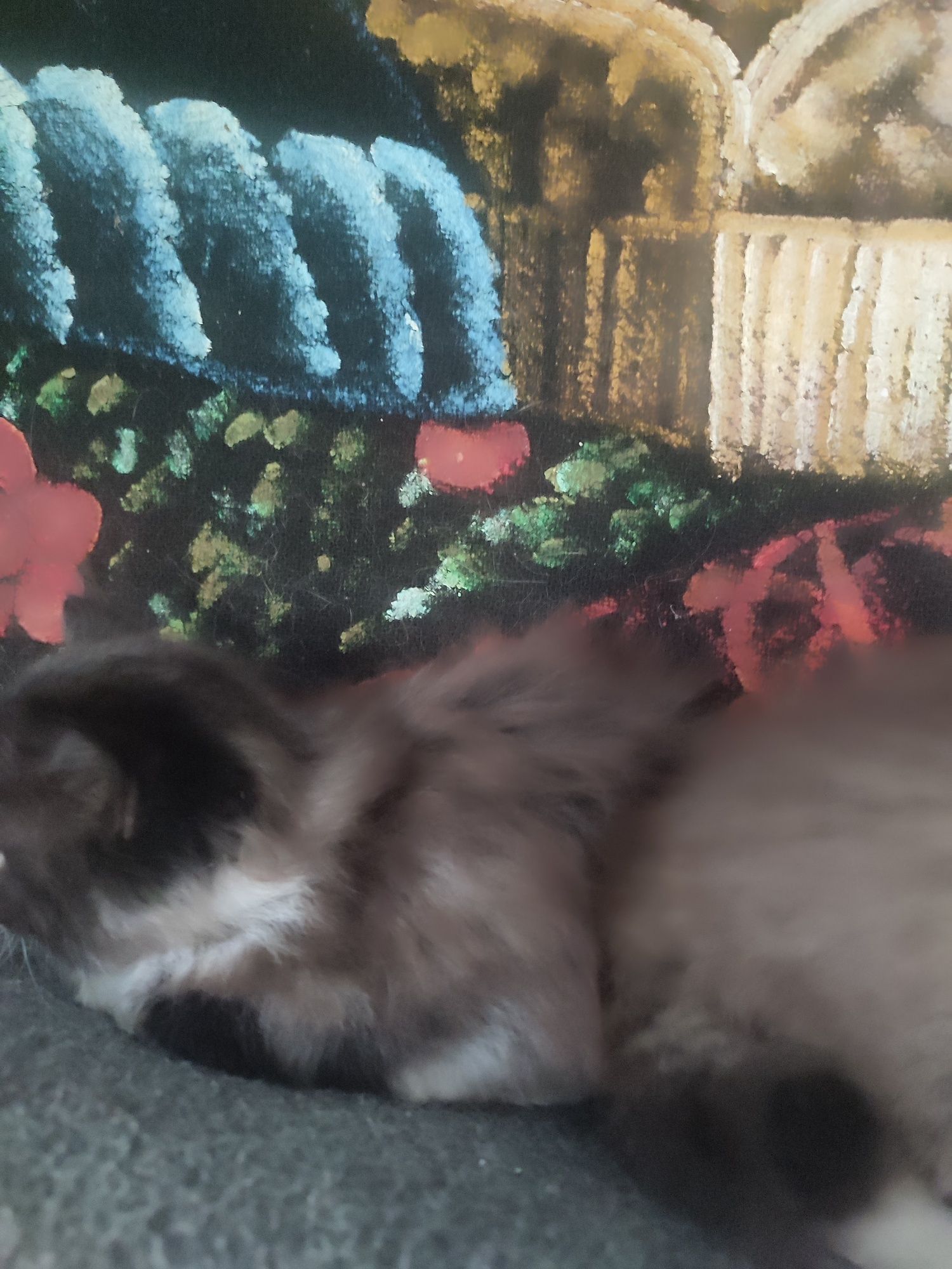 Котик,кот пушистый бесплатно