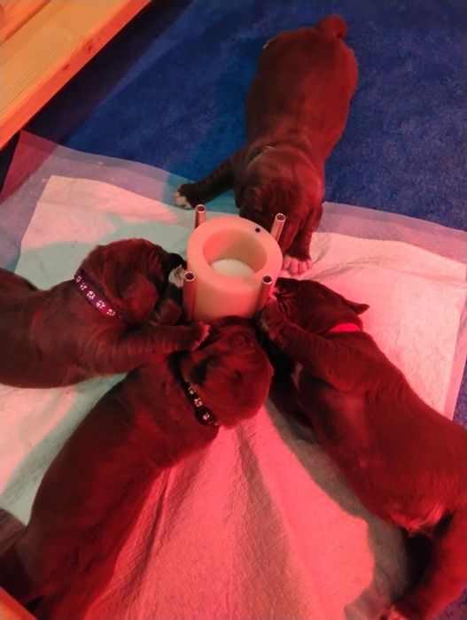 Cane Corso Zapowiedź miotu