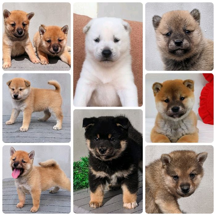 Питомник японских пород Сиба, мини сиба и Кисю ину .