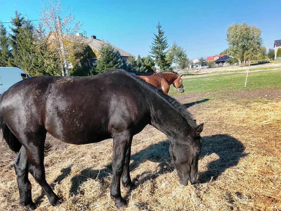 Sprzedam klacz, wiek ok 20 mscy