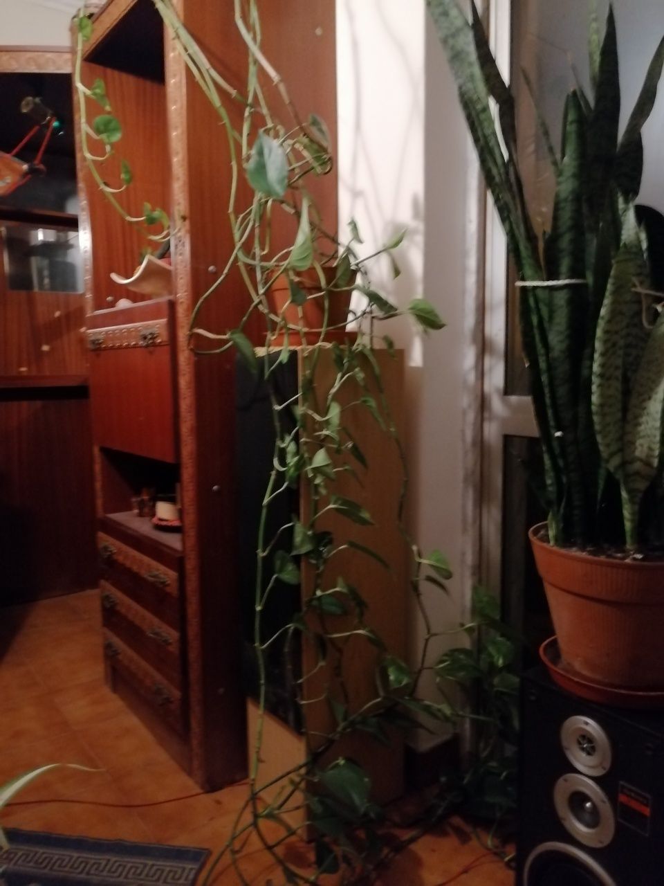 Plantas interior e exterior