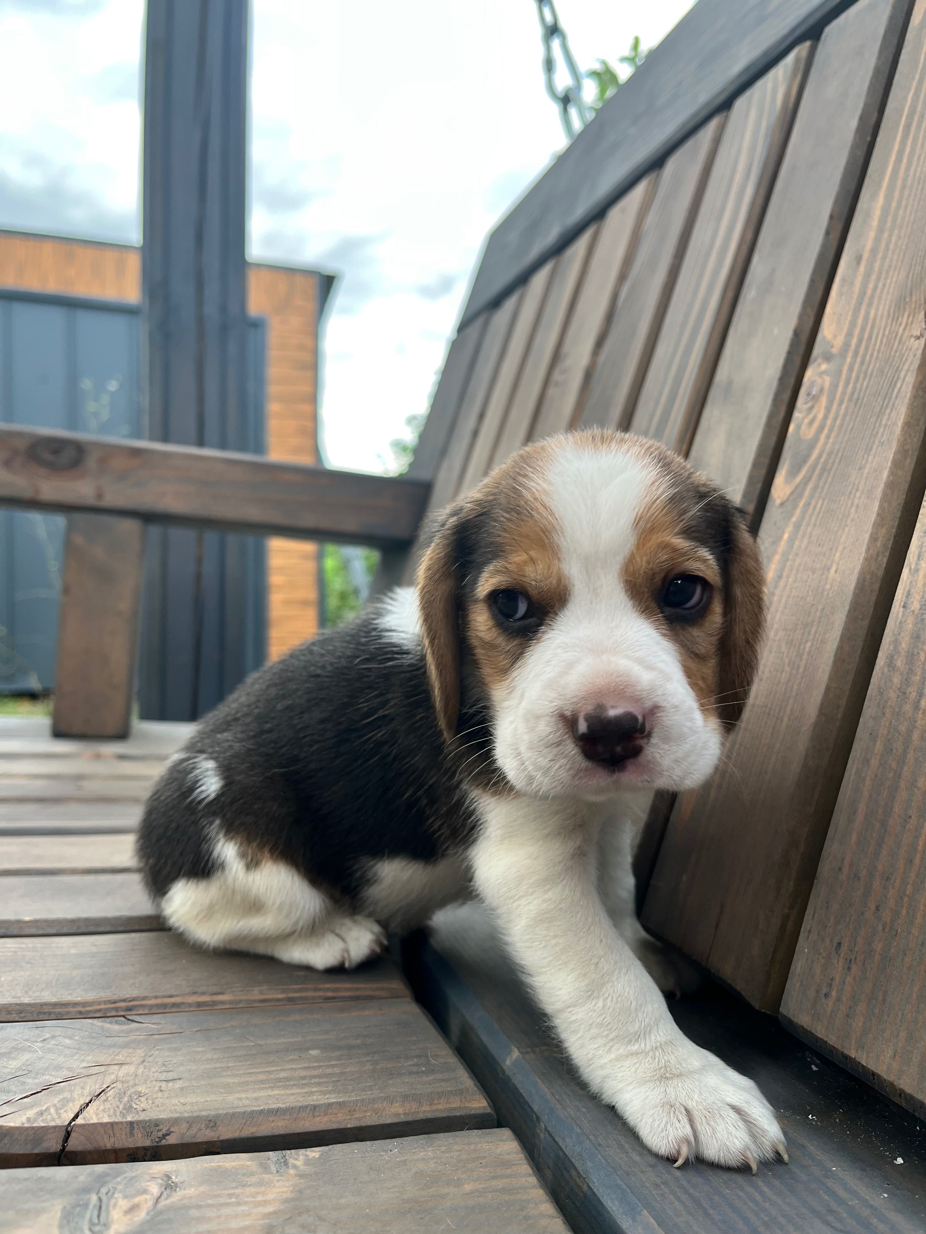 Beagle tricolor chip