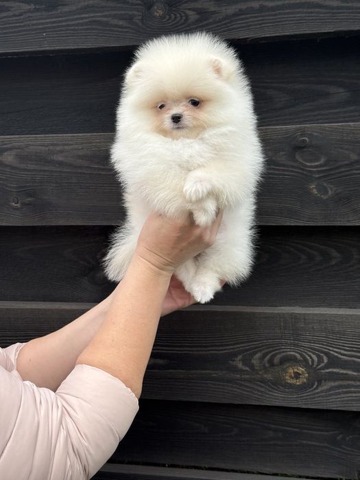 Цуценята померанського шпіца