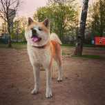 Вязка. Кобель   Akita-inu . Парень ждёт девушку .