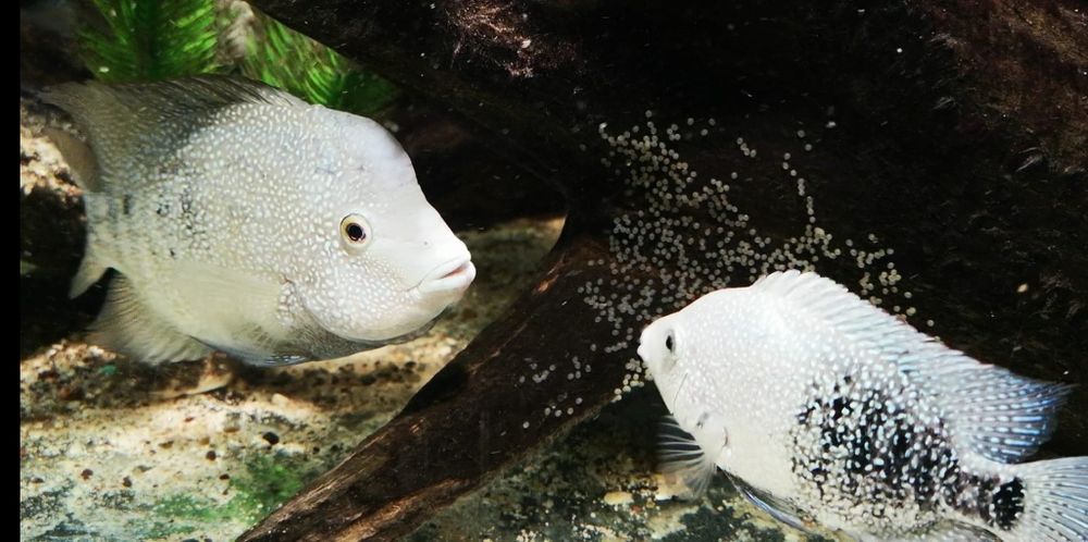 Pielęgnica Herichthys Cyanoguttatus