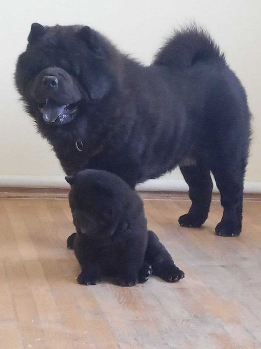 Пропонується на вязку собака породи Чау-чау (Смуф)