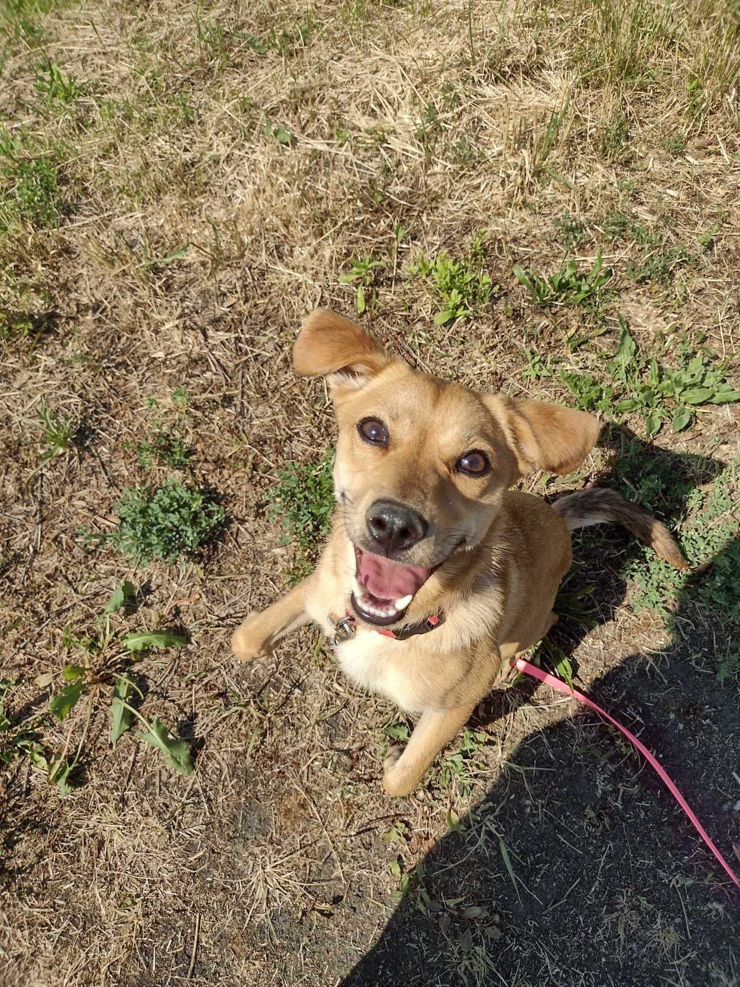 Sula poleca się do adopcji:)
