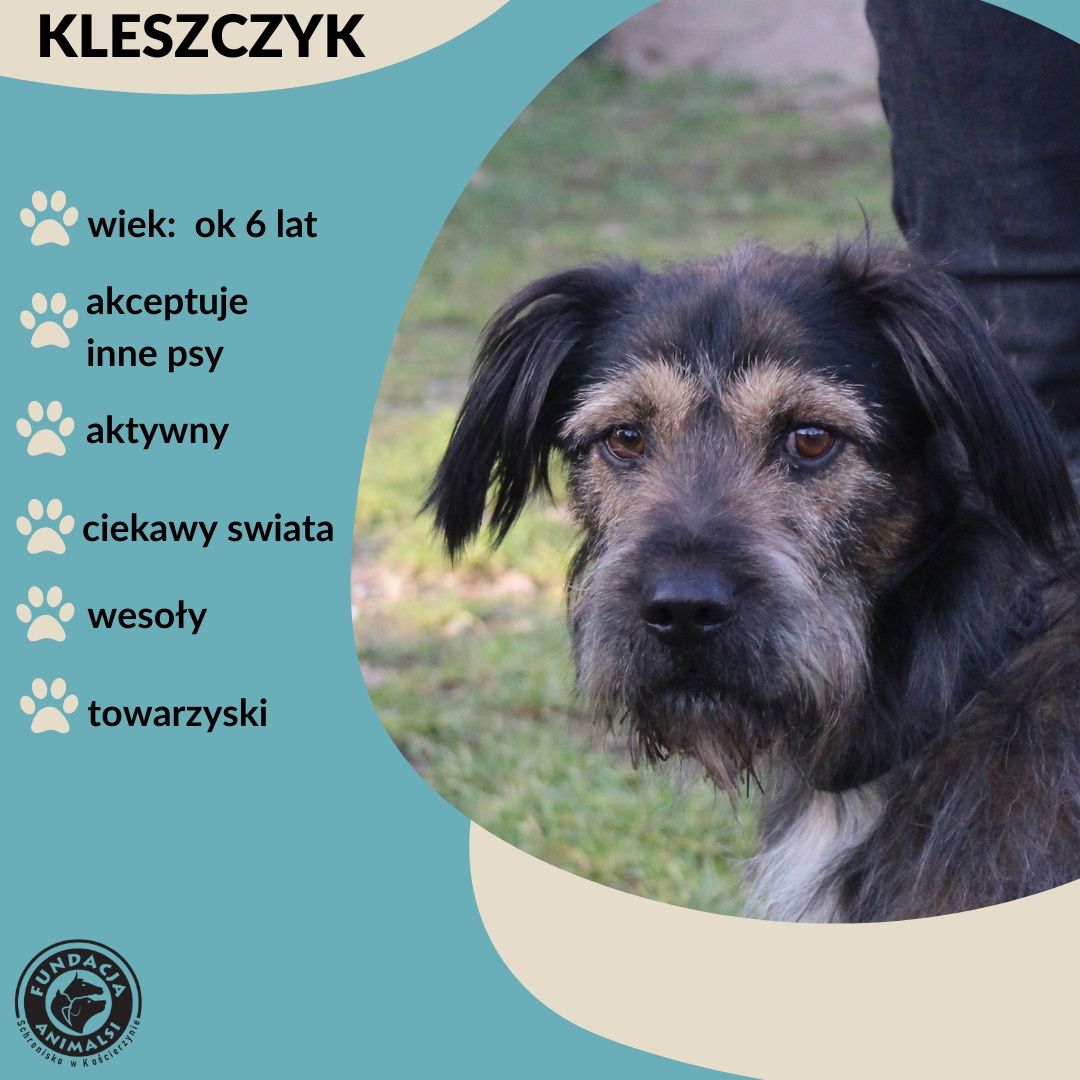 Kleszczyk-pokochaj go.