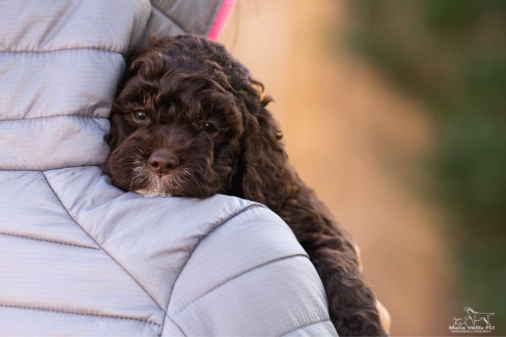 Lagotto romagnolo brązowa suczka