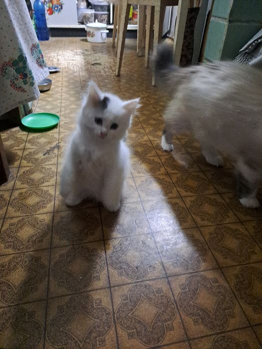 Котик безкоштовно