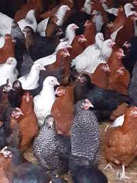 Młode kury,kurki, kurczaki odchowane w różnym wieku dowóz GRATIS
