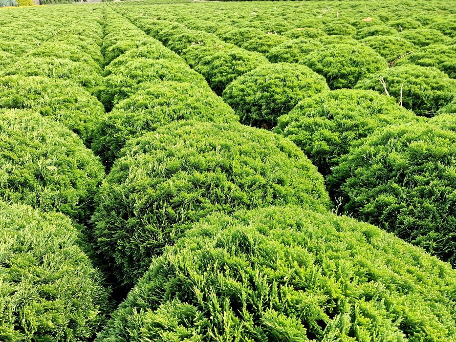 Thuja Smaragd 300-350 cm i inne tuja Szmaragd żywopłot Transport