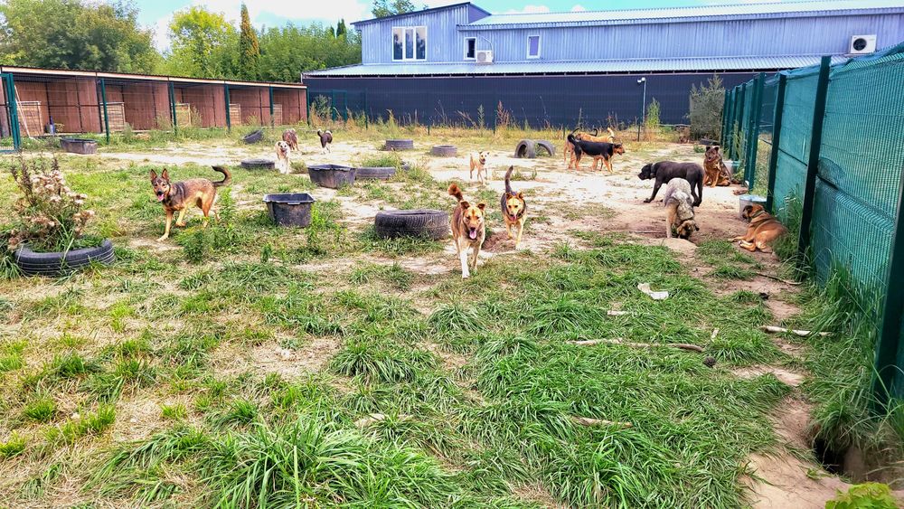Передержка для животных