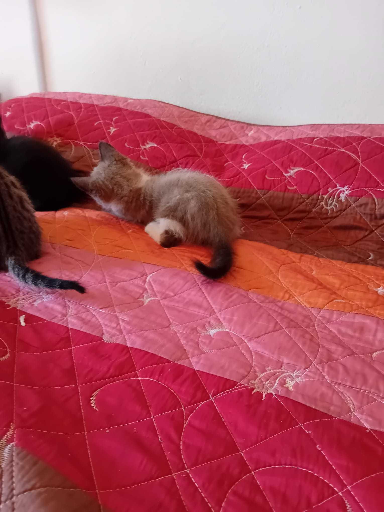 Gatinhos para dar