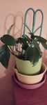 Rośliny epipremnum, peperomia
