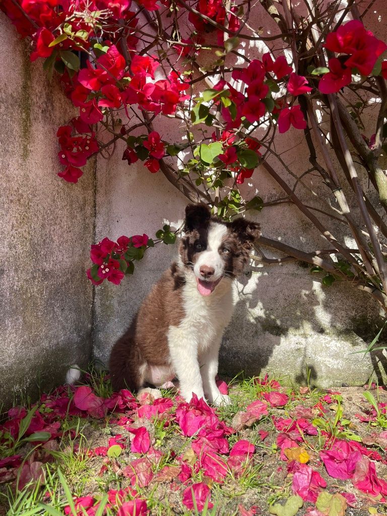 Border collie macho chocolate