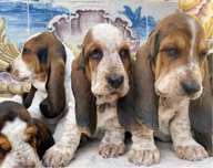 Basset Hound fêmea tricolor com pedigree e L.O.P.