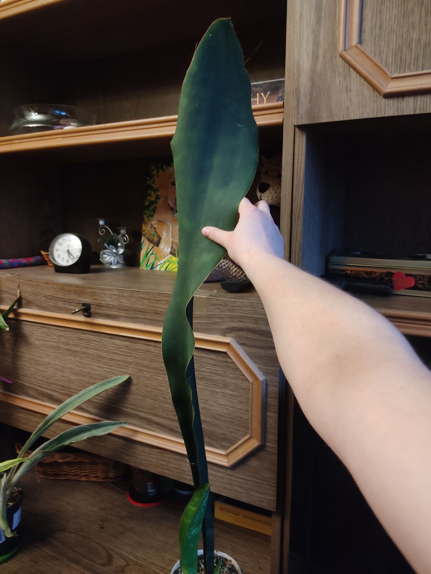 Sansevieria masoniana bardzo duża