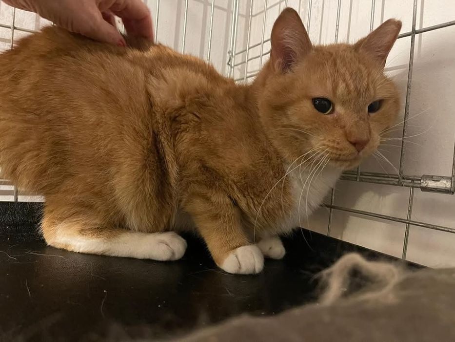 Zocha, dla przyjaciół Zosia - kotka do adopcji