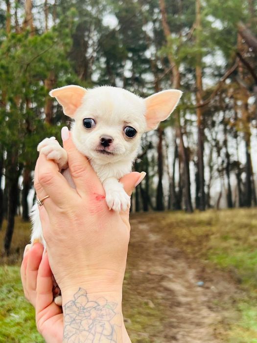 Детки чишки мальчик и девочки.