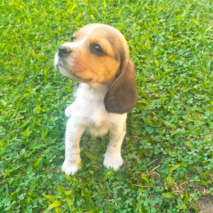 Beagle macho lindo