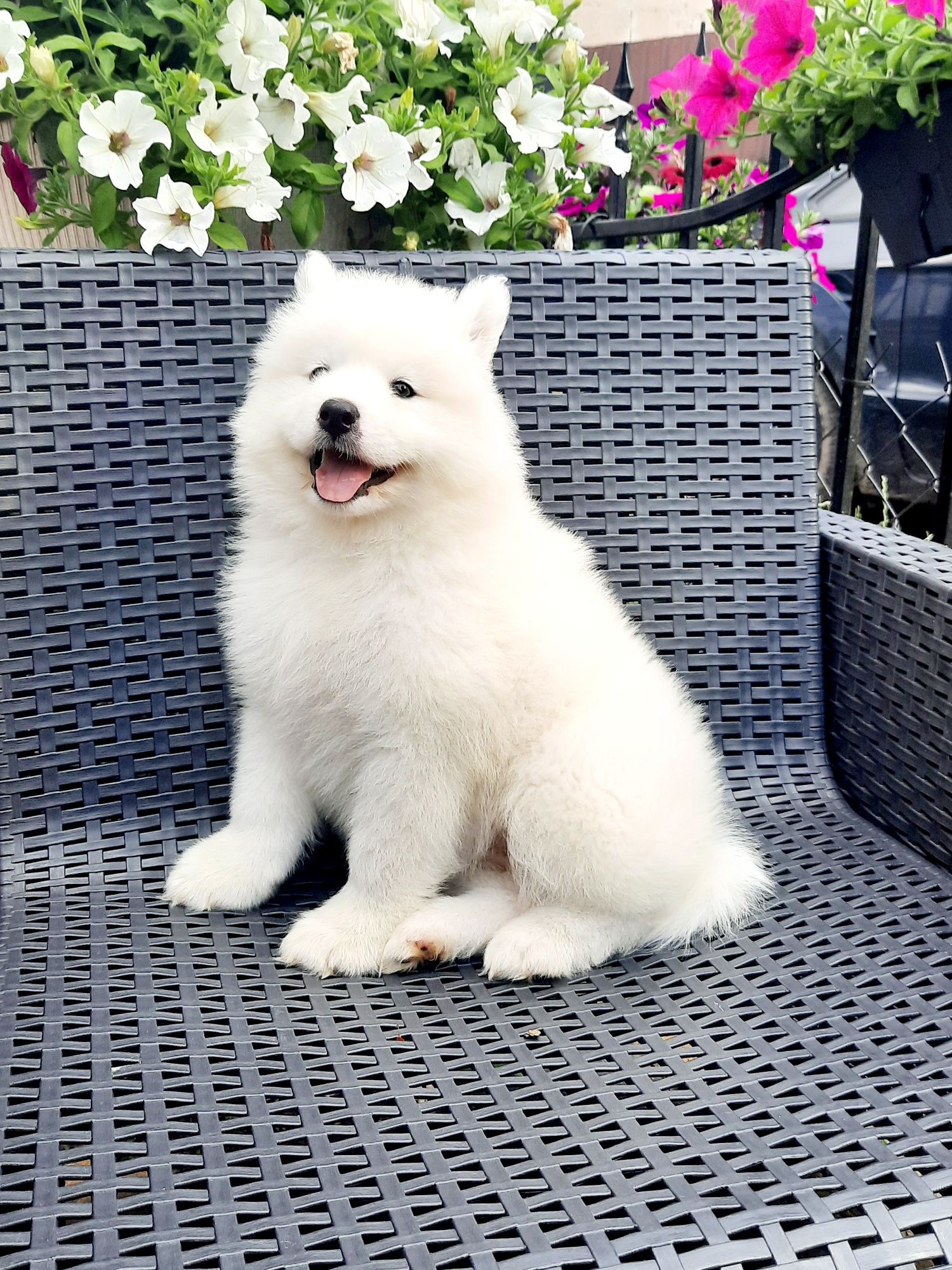 Samoyed typ misia chłopiec