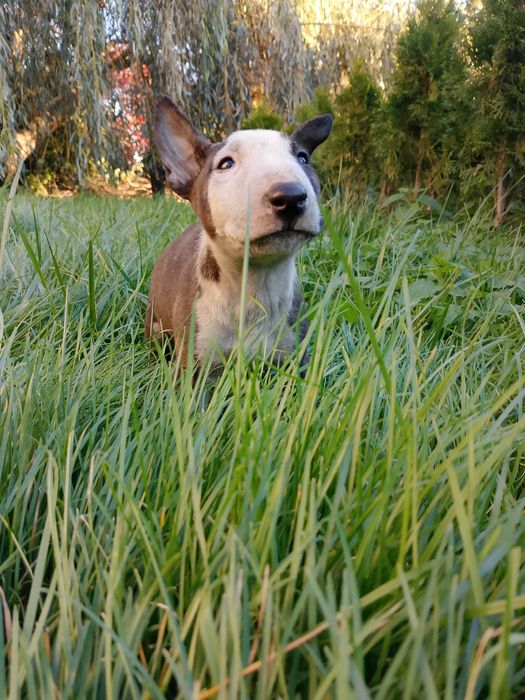 Bulterier standart  szczeniak dziewczynka