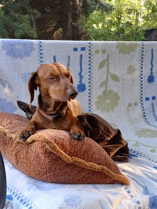 Вязка таксы, мальчик.