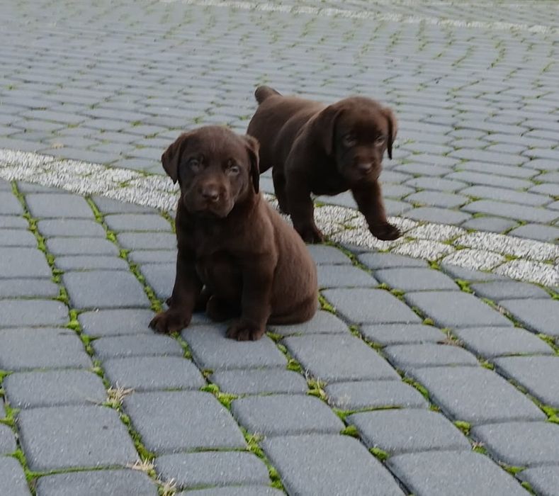 Szczenięta Labrador Retriever