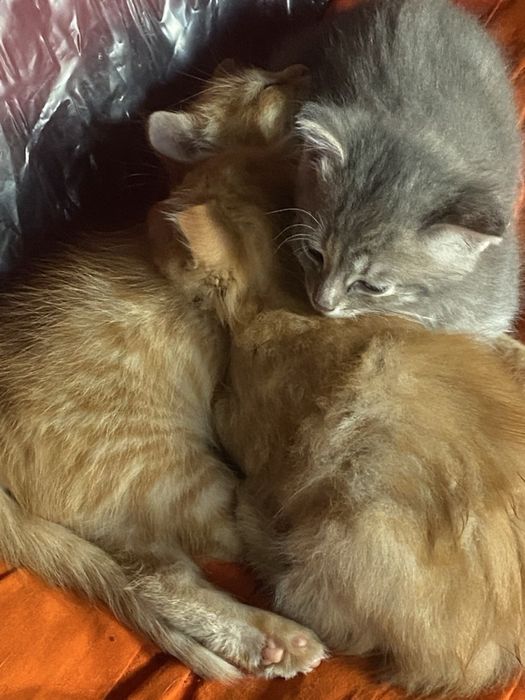 КОТЯТА БЕСПЛАТНО!!! ХАРЬКОВ Рыжие и серый , домашние