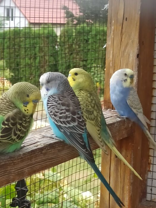 Papugi faliste 2025 r.