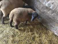 Vendo borrego cruzado de suffolk