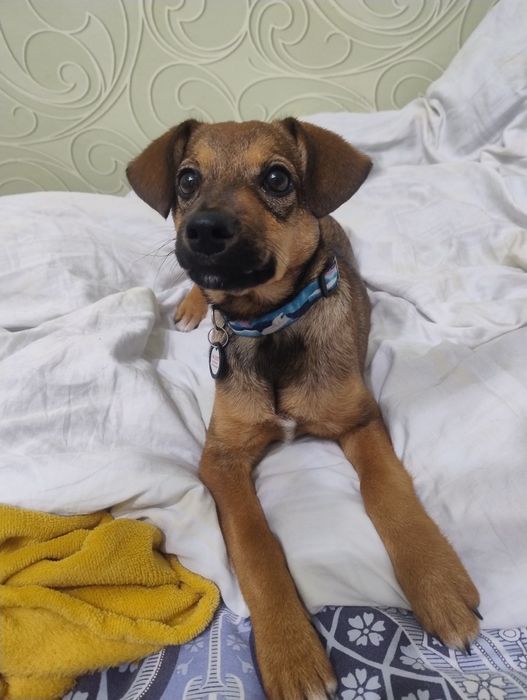 В пошуках домівки