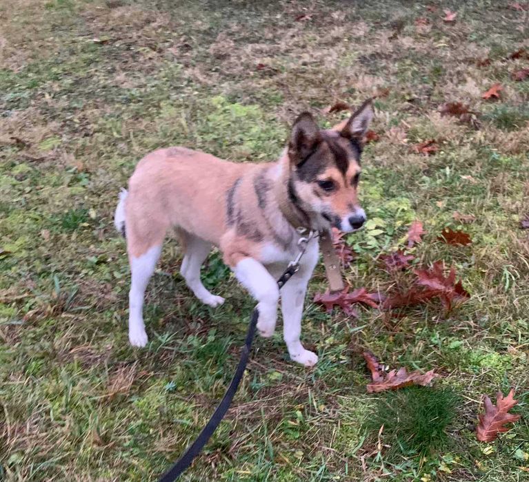 Добра дівчинка в добрі руки
