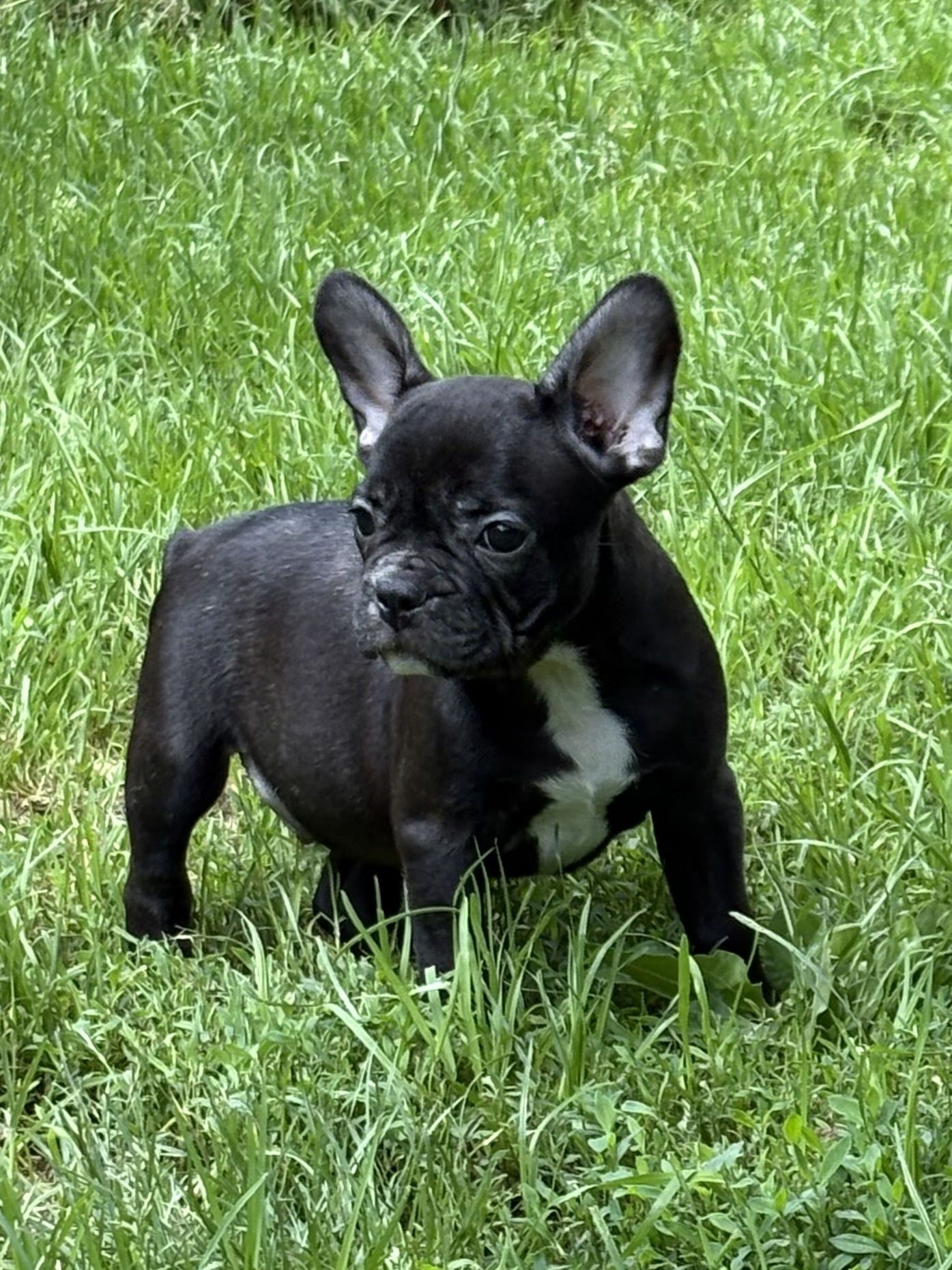 Buldog Francuski chlopczyk czarny
