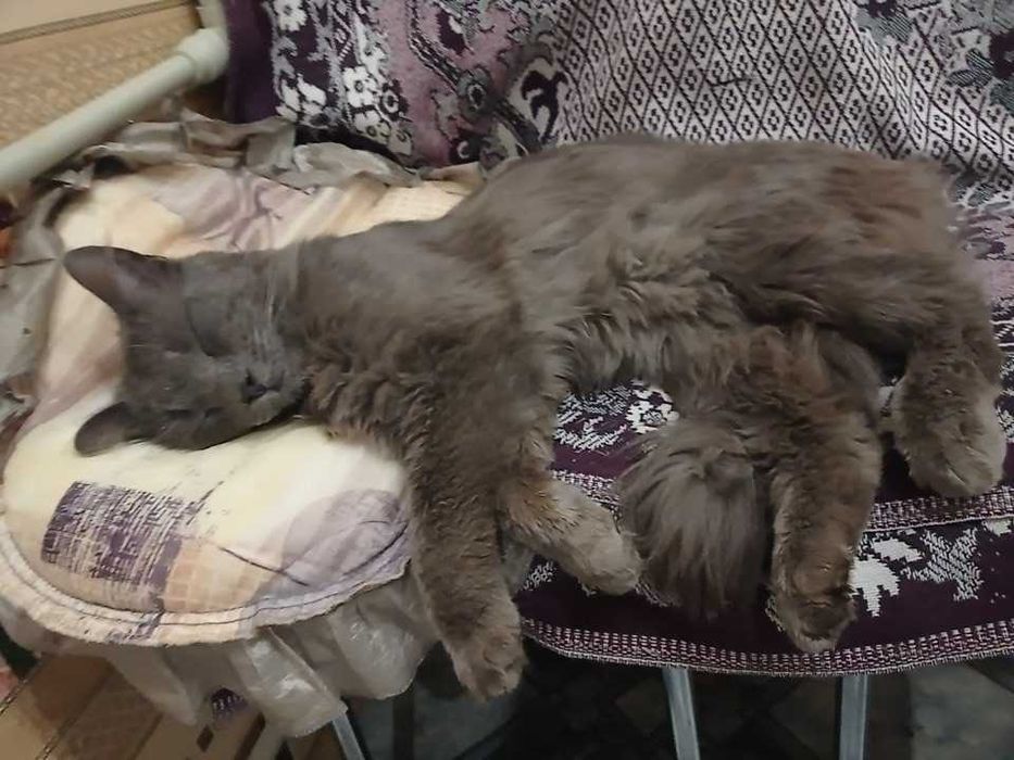 Пропал пепельный котик