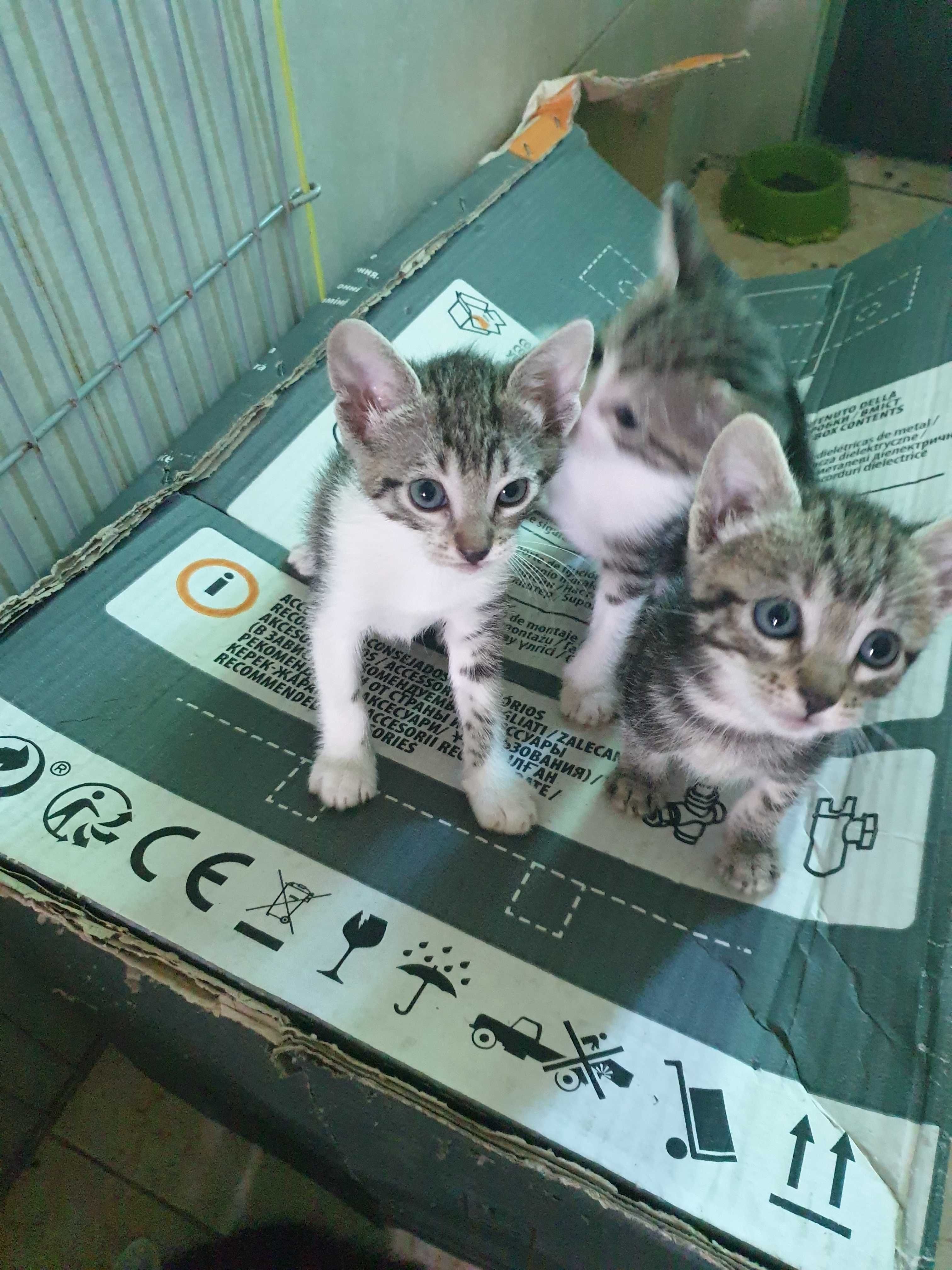 Gatinhos para adopção