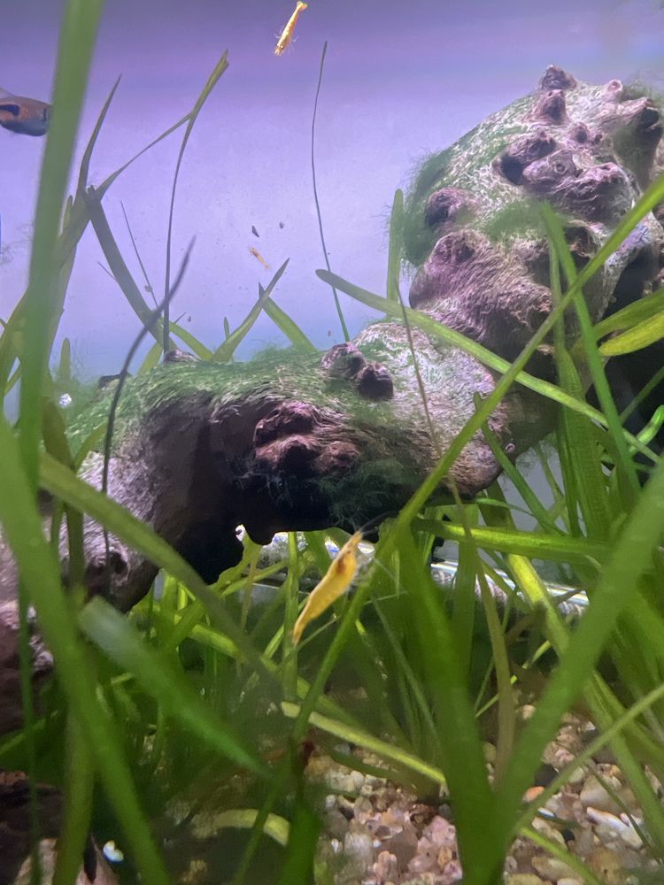 Neo Caridinias  Goldenback…
