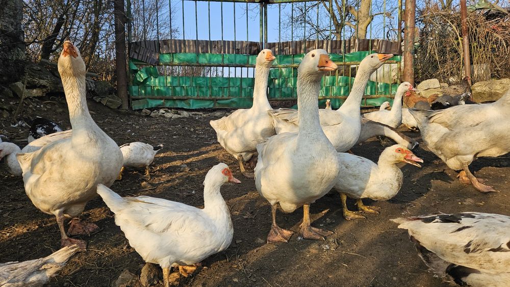 Gęsi białe Swojskie
