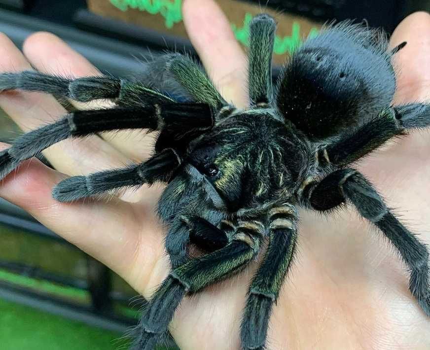 Редкий паук птицеед изумрудного окраса Phormictopus sp Green самки L9+