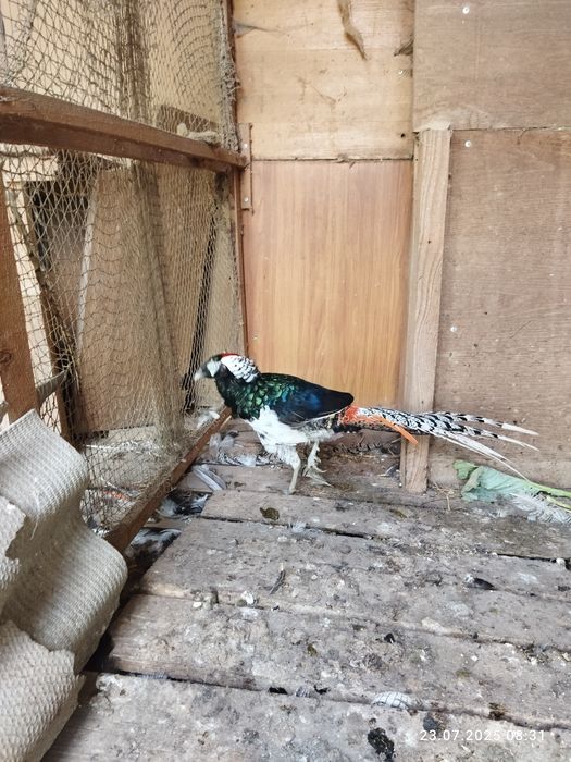 Фазан Алмазний та Сріблястий